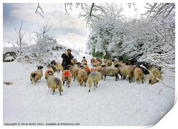 Winter feed in the Yorkshire Dales. Print by Chris North