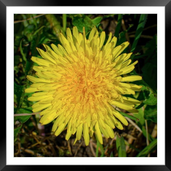 Dandelion (Teraxacum officinale) Framed Mounted Print by Peter Bolton