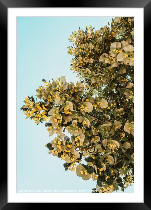 Lime Tree Flowers In Spring Framed Mounted Print by Radu Bercan