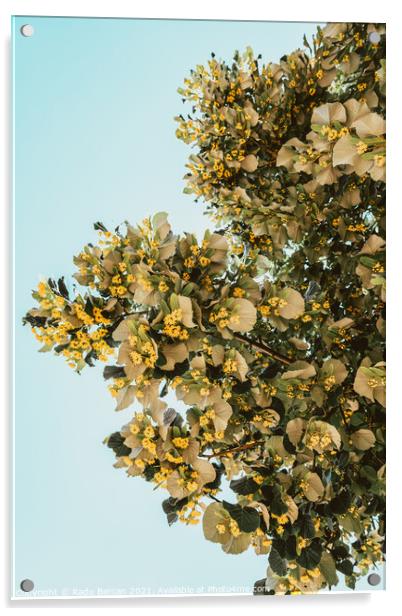 Lime Tree Flowers In Spring Acrylic by Radu Bercan