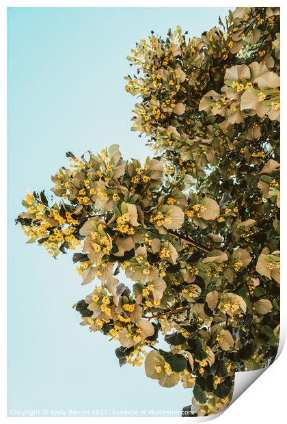 Lime Tree Flowers In Spring Print by Radu Bercan