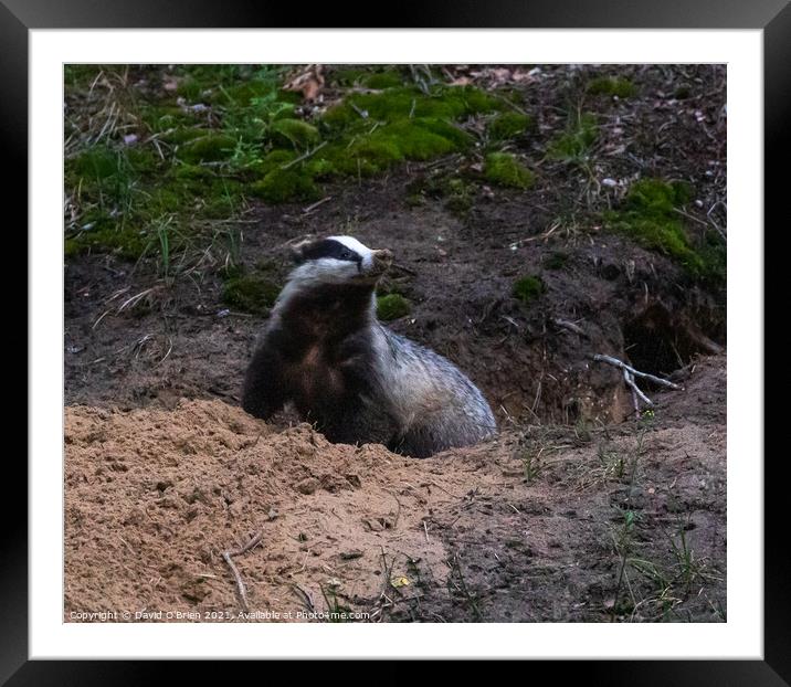 Badger Framed Mounted Print by David O'Brien