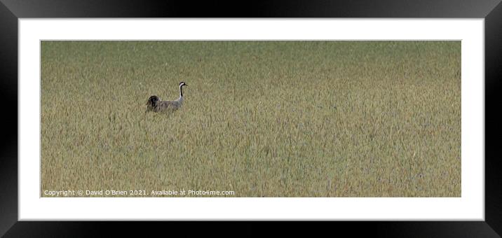 Common Crane in meadow Framed Mounted Print by David O'Brien