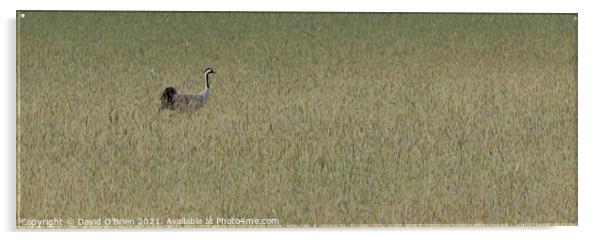Common Crane in meadow Acrylic by David O'Brien