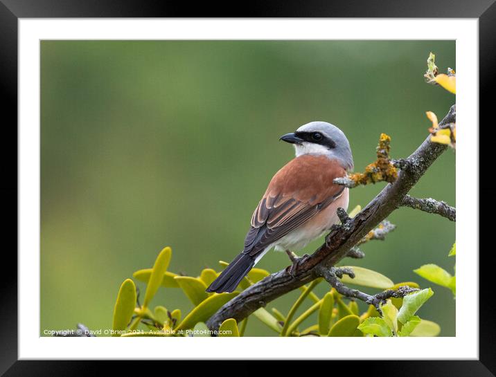 Red-backed Shrike Framed Mounted Print by David O'Brien