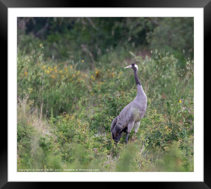Common Crane standing in scrub Framed Mounted Print by David O'Brien