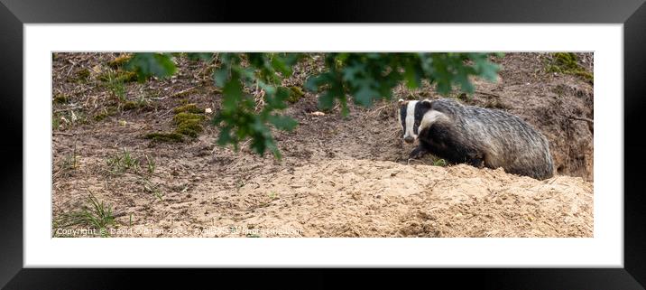Badger emerging from sett Framed Mounted Print by David O'Brien