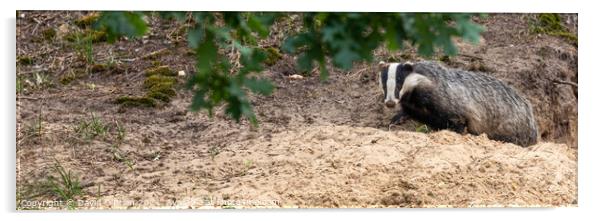 Badger emerging from sett Acrylic by David O'Brien