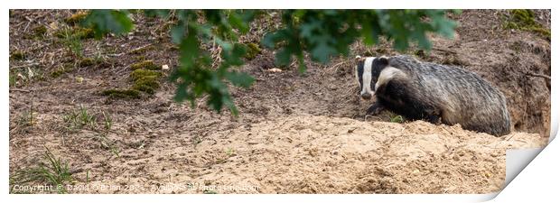 Badger emerging from sett Print by David O'Brien