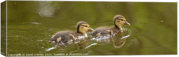 Two Ducklings Canvas Print by David O'Brien