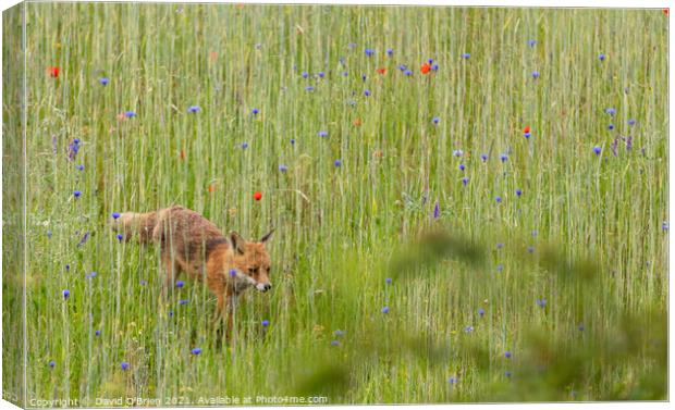 Fox (vixen) in summer meadow Canvas Print by David O'Brien