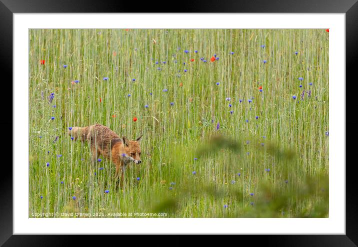 Fox (vixen) in summer meadow Framed Mounted Print by David O'Brien