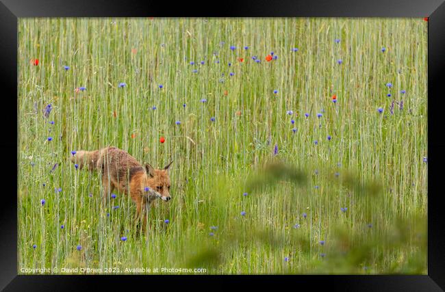 Fox (vixen) in summer meadow Framed Print by David O'Brien