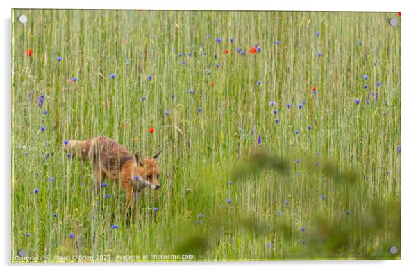Fox (vixen) in summer meadow Acrylic by David O'Brien