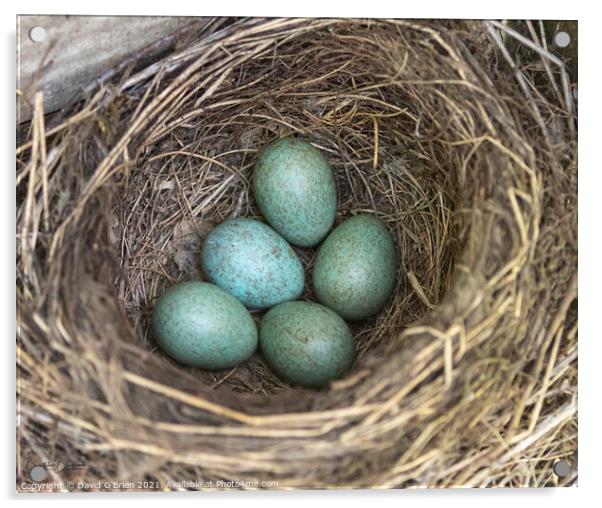Blackbird's eggs Acrylic by David O'Brien