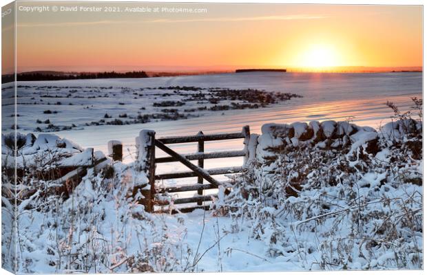 Gateway to a Winter Sunrise in the North Pennines, Teesdale. Canvas Print by David Forster