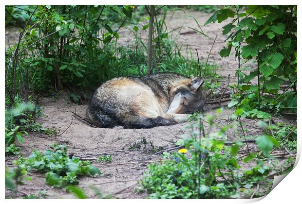 Single Wolf Sleeping Print by Artur Bogacki