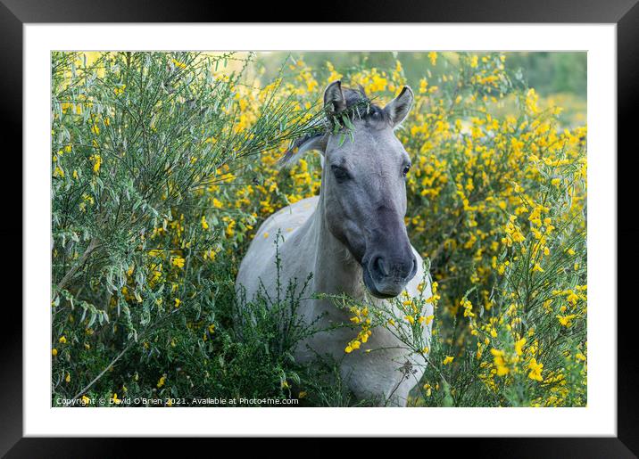 Konik horse in gorse Framed Mounted Print by David O'Brien