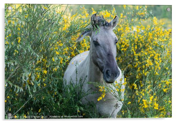 Konik horse in gorse Acrylic by David O'Brien