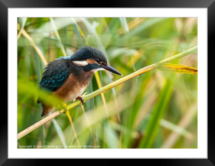 Kingfisher (m) Framed Mounted Print by David O'Brien
