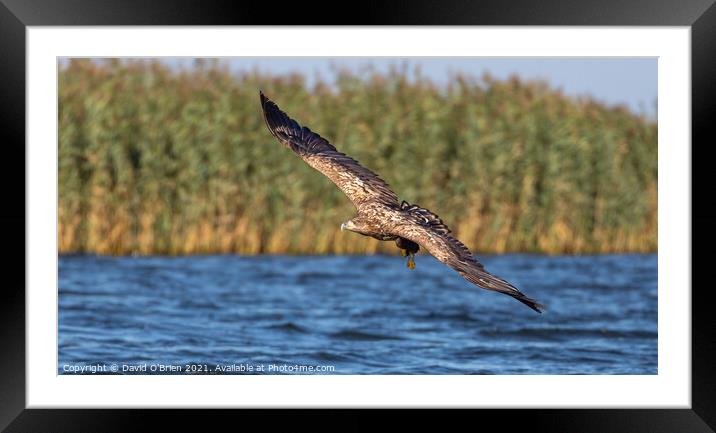 White-tailed Eagle Framed Mounted Print by David O'Brien
