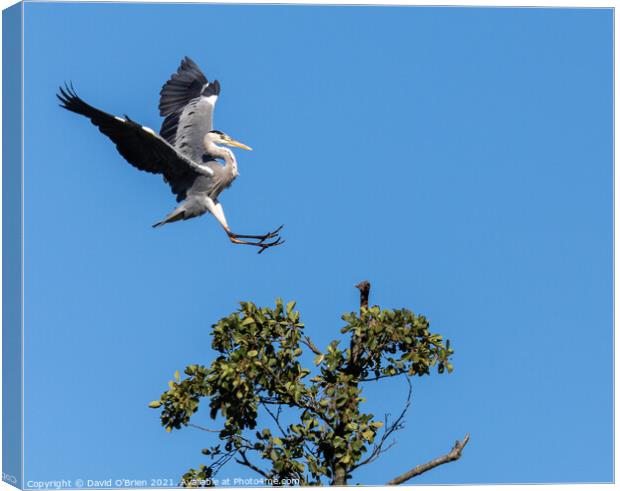A heron landing in tree Canvas Print by David O'Brien