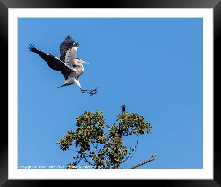A heron landing in tree Framed Mounted Print by David O'Brien