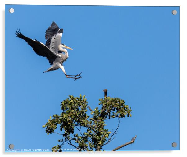 A heron landing in tree Acrylic by David O'Brien