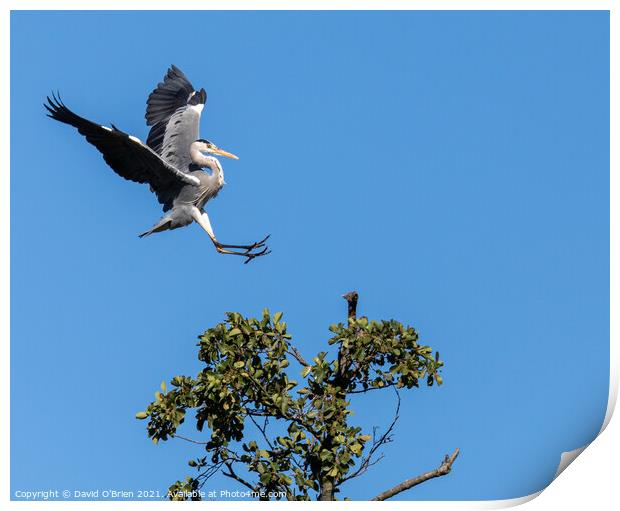 A heron landing in tree Print by David O'Brien