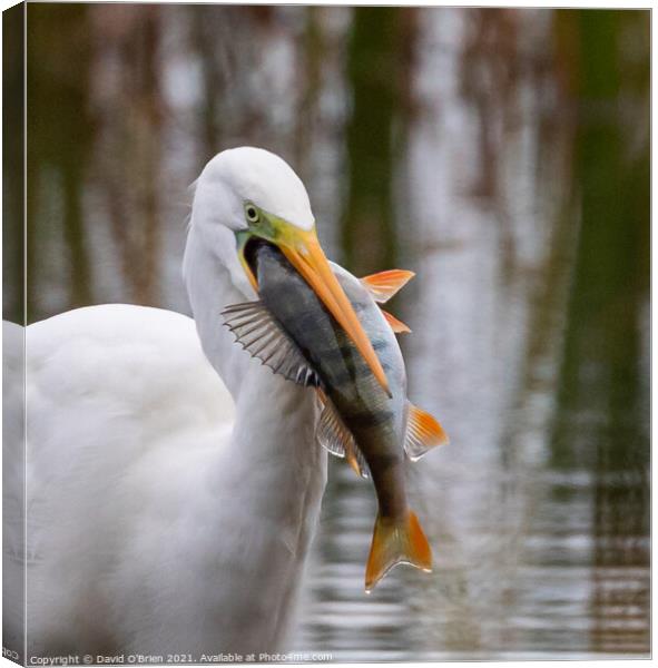 Egret with fish Canvas Print by David O'Brien