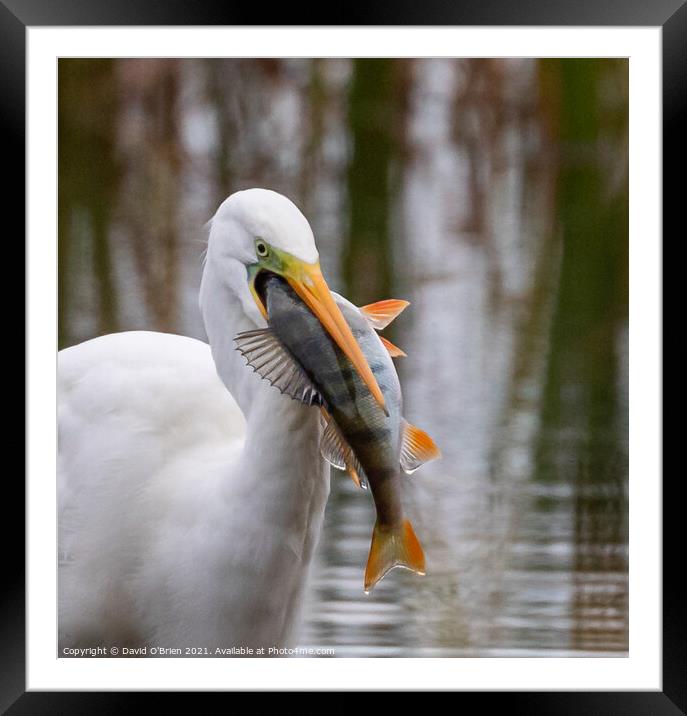 Egret with fish Framed Mounted Print by David O'Brien
