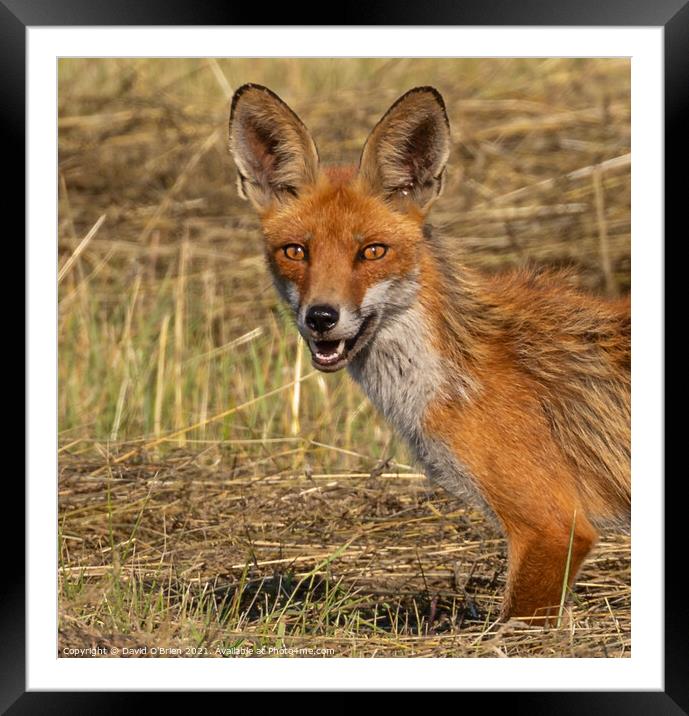 Fox with intense stare Framed Mounted Print by David O'Brien