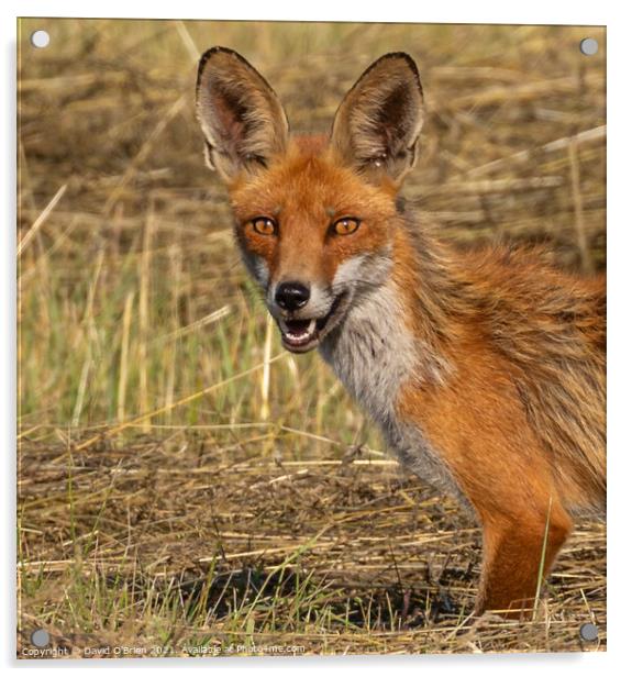 Fox with intense stare Acrylic by David O'Brien