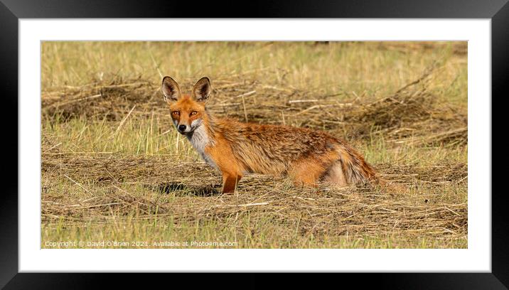 Fox in hay field Framed Mounted Print by David O'Brien