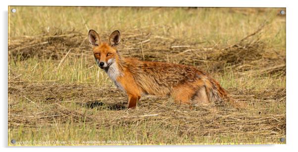 Fox in hay field Acrylic by David O'Brien