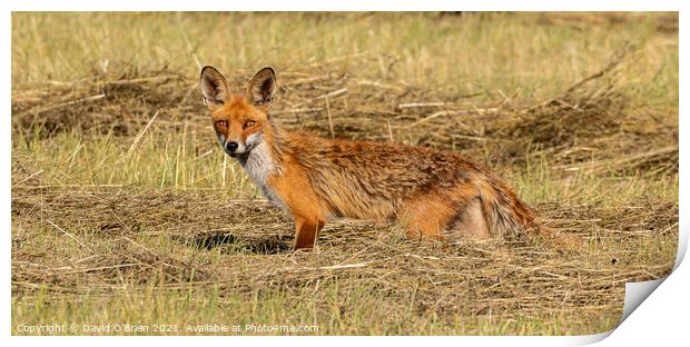 Fox in hay field Print by David O'Brien
