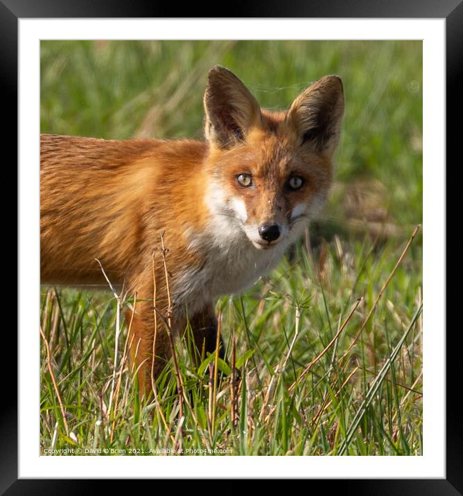 Young Fox Framed Mounted Print by David O'Brien
