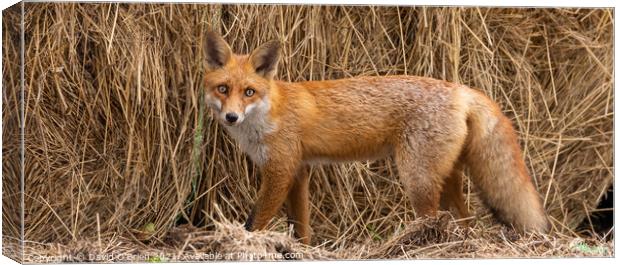 Red Fox Canvas Print by David O'Brien