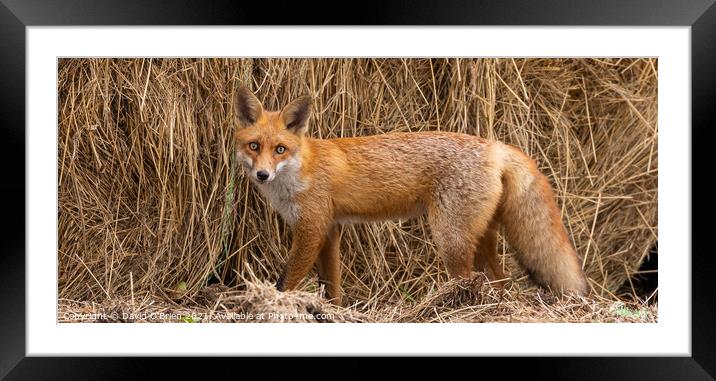 Red Fox Framed Mounted Print by David O'Brien