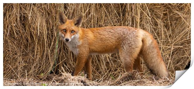 Red Fox Print by David O'Brien