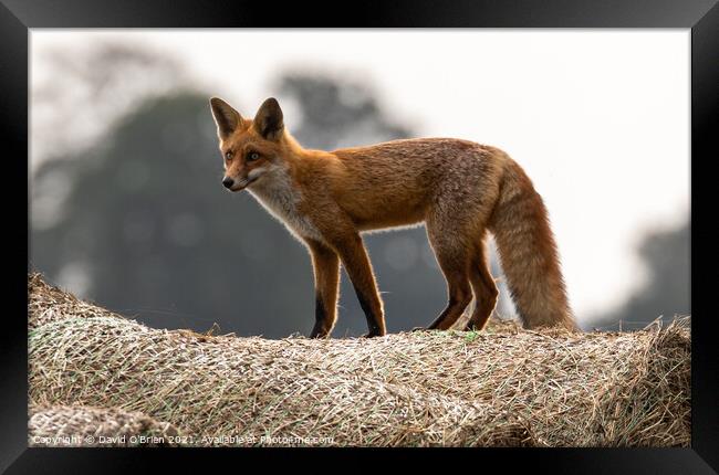 A young fox standing atop a hay bale Framed Print by David O'Brien