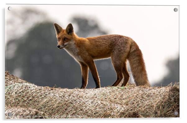 A young fox standing atop a hay bale Acrylic by David O'Brien