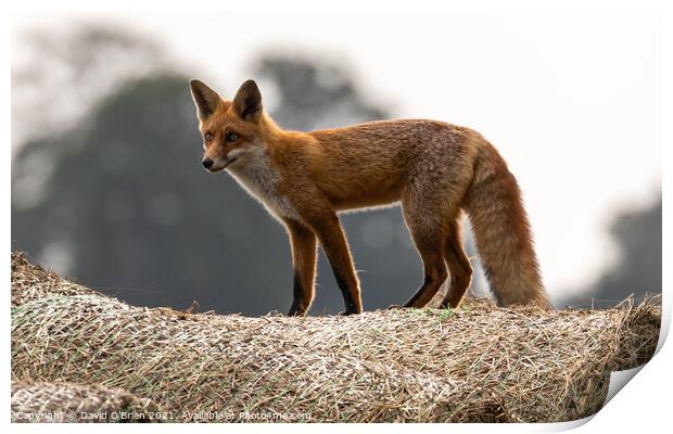 A young fox standing atop a hay bale Print by David O'Brien