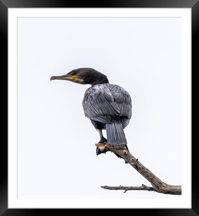 Cormorant Framed Mounted Print by David O'Brien