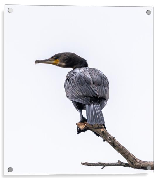 Cormorant Acrylic by David O'Brien
