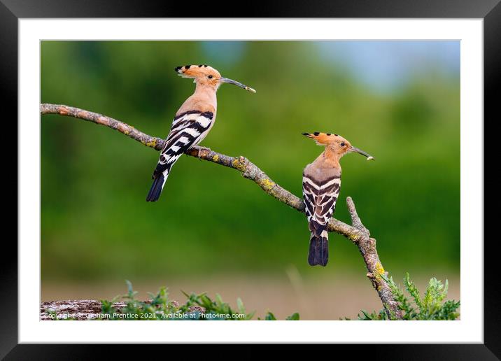 Hoopoes Framed Mounted Print by Graham Prentice