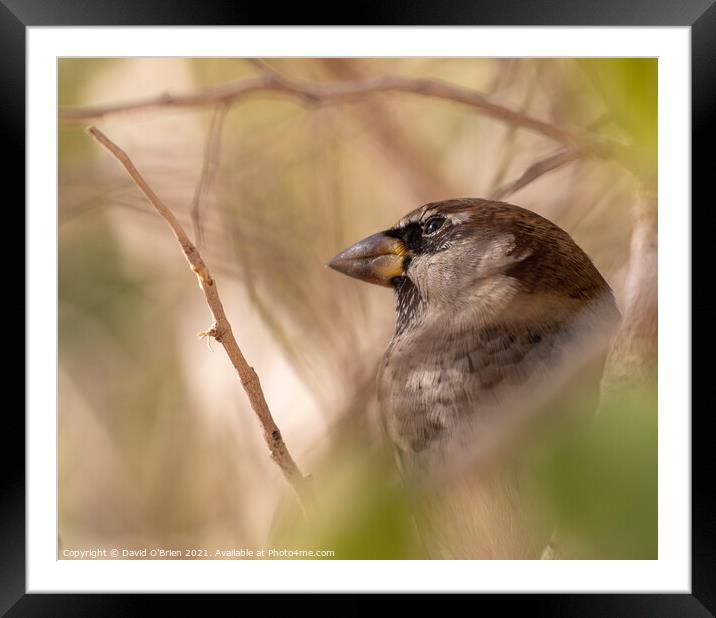 Spanish Sparrow Framed Mounted Print by David O'Brien