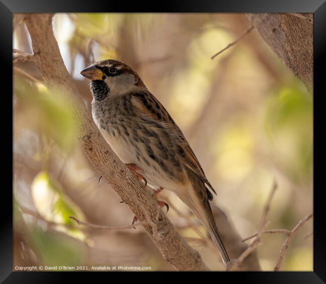 Spanish Sparrow Framed Print by David O'Brien