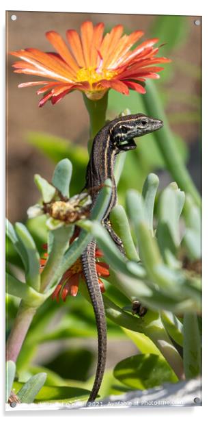 Lizard on flower Acrylic by David O'Brien