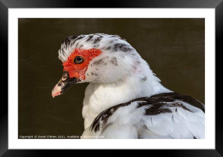 Muscovy Duck Framed Mounted Print by David O'Brien